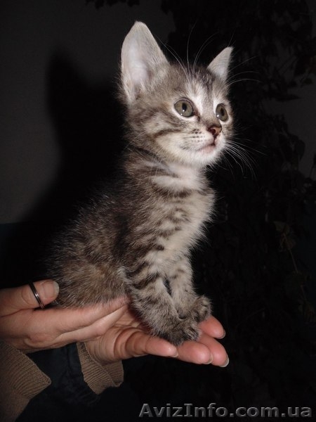 В хорошие руки отдам котенка!  - <ro>Изображение</ro><ru>Изображение</ru> #1, <ru>Объявление</ru> #1089779