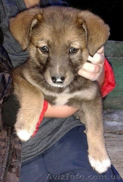 Девочка-щенок в заботливые руки!!!  - <ro>Изображение</ro><ru>Изображение</ru> #1, <ru>Объявление</ru> #1093477