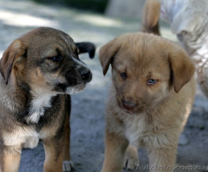 Рыженький МАЛЬЧИК-пухнастик для Вас!  - <ro>Изображение</ro><ru>Изображение</ru> #4, <ru>Объявление</ru> #1093936