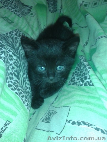 Черный котенок-мальчик ищет любящих хозяев.  - <ro>Изображение</ro><ru>Изображение</ru> #3, <ru>Объявление</ru> #1087592