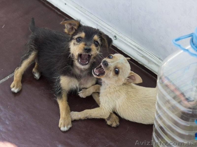 Щеночки от очень маленькой собачки мечтают о доме!  - <ro>Изображение</ro><ru>Изображение</ru> #5, <ru>Объявление</ru> #1086006