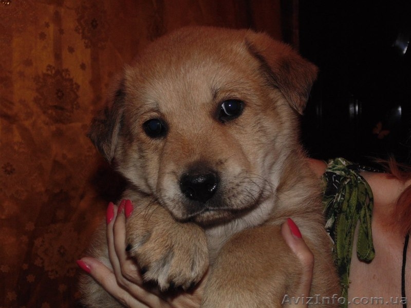 Щенок -девочка для заботливых хозяев!  - <ro>Изображение</ro><ru>Изображение</ru> #4, <ru>Объявление</ru> #1093984