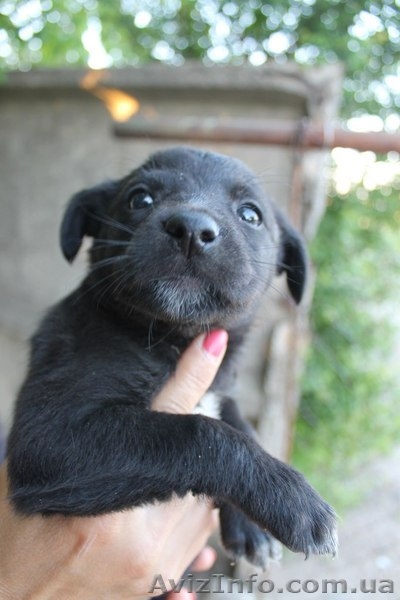 Шесть прекрасных щенков ищут дом!  - <ro>Изображение</ro><ru>Изображение</ru> #2, <ru>Объявление</ru> #1086263