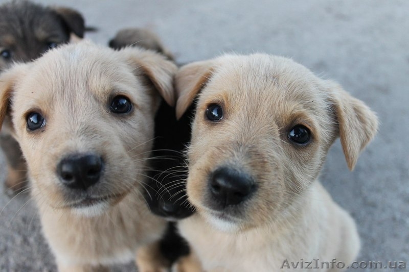 Шесть прекрасных щенков ищут дом!  - <ro>Изображение</ro><ru>Изображение</ru> #3, <ru>Объявление</ru> #1086263