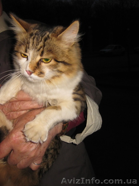 Пушистая молодая кошечка, возраст 8-9 месяцев, ищет дом!!!  - <ro>Изображение</ro><ru>Изображение</ru> #5, <ru>Объявление</ru> #1072607