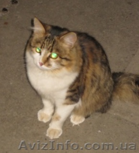 Пушистая молодая кошечка, возраст 8-9 месяцев, ищет дом!!!  - <ro>Изображение</ro><ru>Изображение</ru> #6, <ru>Объявление</ru> #1072607