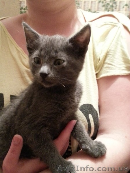 Метис русской голубой в хорошие руки!!!  - <ro>Изображение</ro><ru>Изображение</ru> #3, <ru>Объявление</ru> #1089211