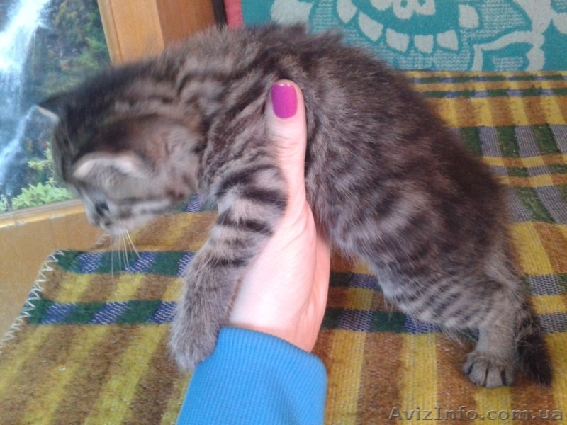 Малыши- котятки ищут дом!  - <ro>Изображение</ro><ru>Изображение</ru> #4, <ru>Объявление</ru> #1086208