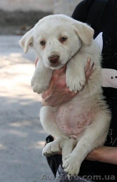 Белые щенки в хорошие руки!!!  - <ro>Изображение</ro><ru>Изображение</ru> #2, <ru>Объявление</ru> #1093916