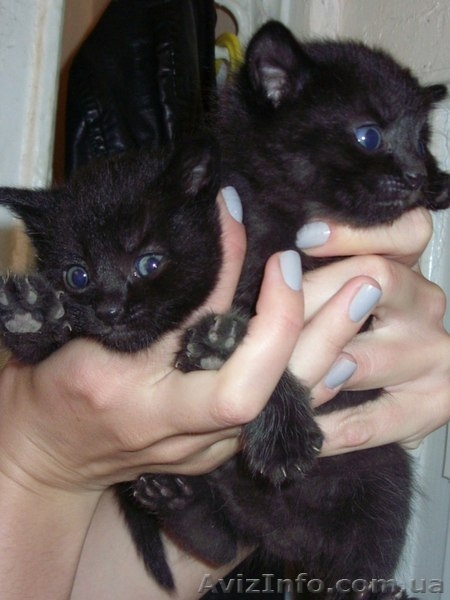 Черный котенок-мальчик ищет любящих хозяев.  - <ro>Изображение</ro><ru>Изображение</ru> #4, <ru>Объявление</ru> #1087592