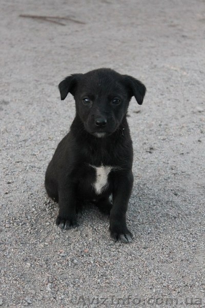 Шесть прекрасных щенков ищут дом!  - <ro>Изображение</ro><ru>Изображение</ru> #5, <ru>Объявление</ru> #1086263