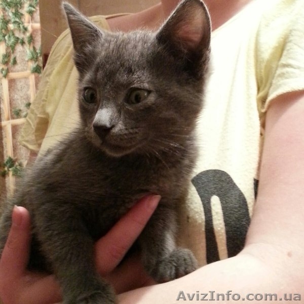 Метис русской голубой в хорошие руки!!!  - <ro>Изображение</ro><ru>Изображение</ru> #4, <ru>Объявление</ru> #1089211