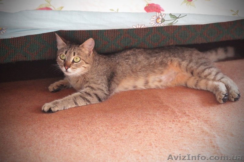 Кошечка 7-8 месяцев ищет любящих хозяев!  - <ro>Изображение</ro><ru>Изображение</ru> #3, <ru>Объявление</ru> #1093446