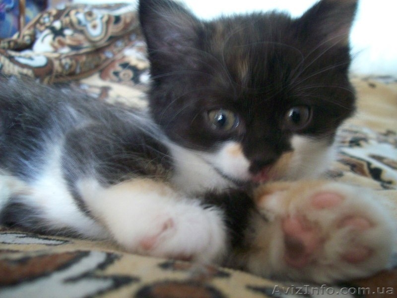 Котенок-девочка для хороших людей  - <ro>Изображение</ro><ru>Изображение</ru> #2, <ru>Объявление</ru> #1093563