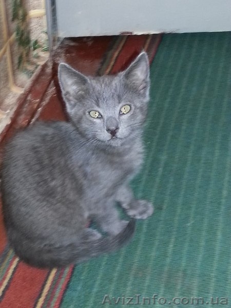 Метис русской голубой в хорошие руки!!!  - <ro>Изображение</ro><ru>Изображение</ru> #1, <ru>Объявление</ru> #1089211