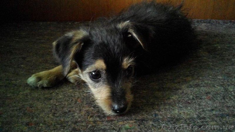 Щенок ОЧЕНЬ маленькой собачки ищет дом !  - <ro>Изображение</ro><ru>Изображение</ru> #3, <ru>Объявление</ru> #1087587