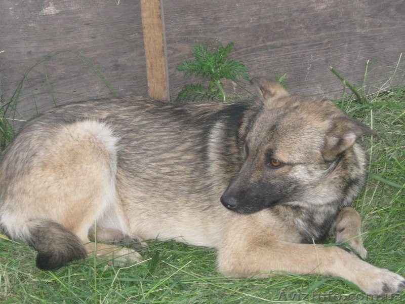 Стерилизованная собачка 8,5 месяцев ищет дом!   - <ro>Изображение</ro><ru>Изображение</ru> #1, <ru>Объявление</ru> #1093292