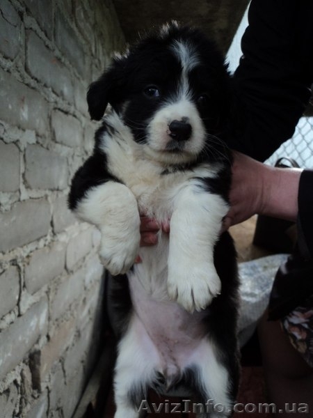 Щенки мальчик и девочка ждут Вас!!!  - <ro>Изображение</ro><ru>Изображение</ru> #3, <ru>Объявление</ru> #1086037