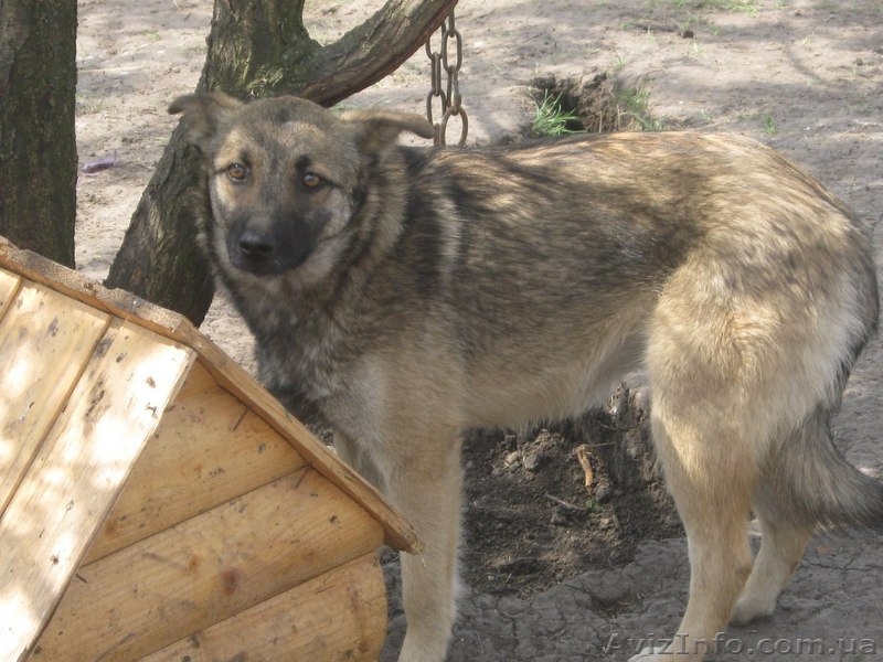 Стерилизованная собачка 8,5 месяцев ищет дом!   - <ro>Изображение</ro><ru>Изображение</ru> #4, <ru>Объявление</ru> #1093292