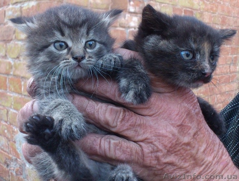 Котята ищут дом!  - <ro>Изображение</ro><ru>Изображение</ru> #1, <ru>Объявление</ru> #1087602