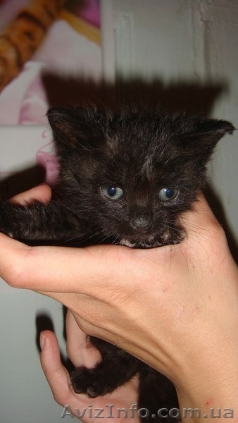 Три малыша-котенка ищут хозяев!!!  - <ro>Изображение</ro><ru>Изображение</ru> #6, <ru>Объявление</ru> #1089775