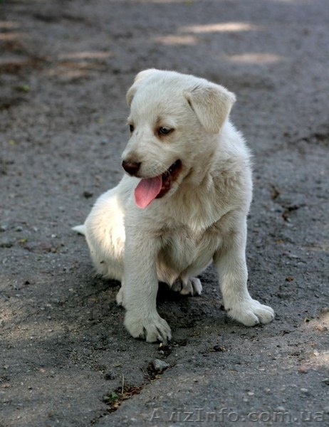 Белые щенки в хорошие руки!!!  - <ro>Изображение</ro><ru>Изображение</ru> #8, <ru>Объявление</ru> #1093916