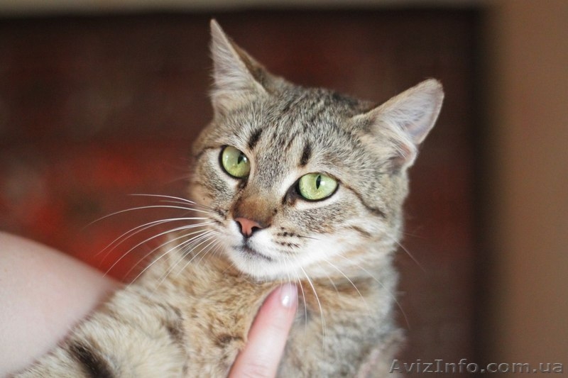 Кошечка 7-8 месяцев ищет любящих хозяев!  - <ro>Изображение</ro><ru>Изображение</ru> #2, <ru>Объявление</ru> #1093446