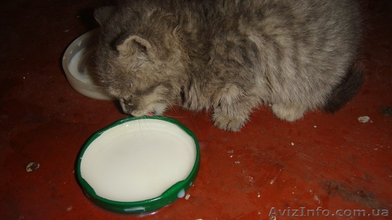 Три малыша-котенка ищут хозяев!!!  - <ro>Изображение</ro><ru>Изображение</ru> #4, <ru>Объявление</ru> #1089775