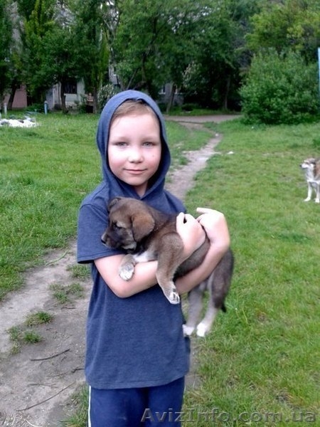 Девочка-щенок в заботливые руки!!!  - <ro>Изображение</ro><ru>Изображение</ru> #3, <ru>Объявление</ru> #1093477