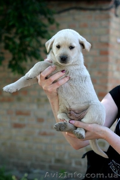 Белые щенки в хорошие руки!!!  - <ro>Изображение</ro><ru>Изображение</ru> #3, <ru>Объявление</ru> #1093916
