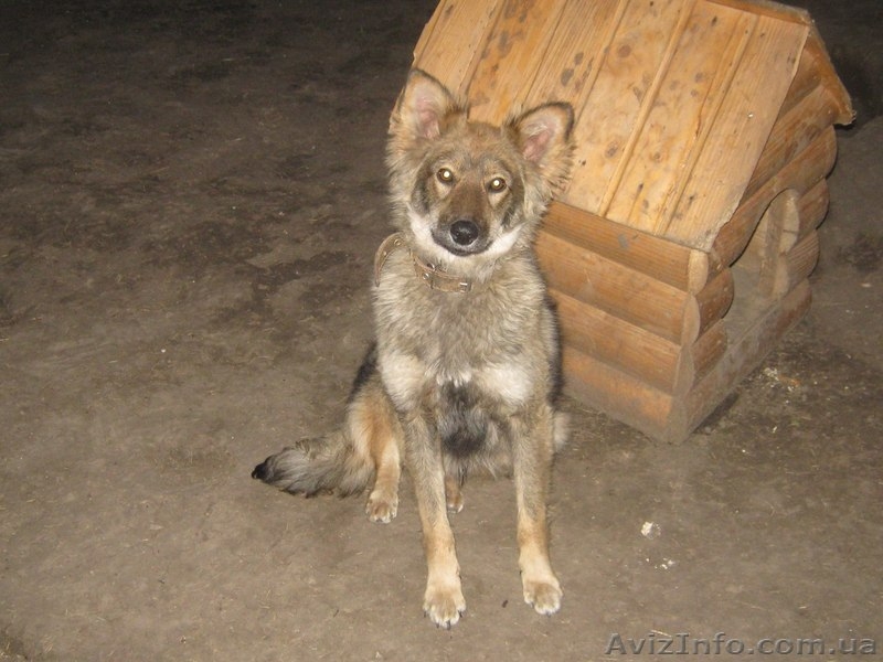 Щенок 8 месяцев в хорошие руки!  - <ro>Изображение</ro><ru>Изображение</ru> #2, <ru>Объявление</ru> #1093336