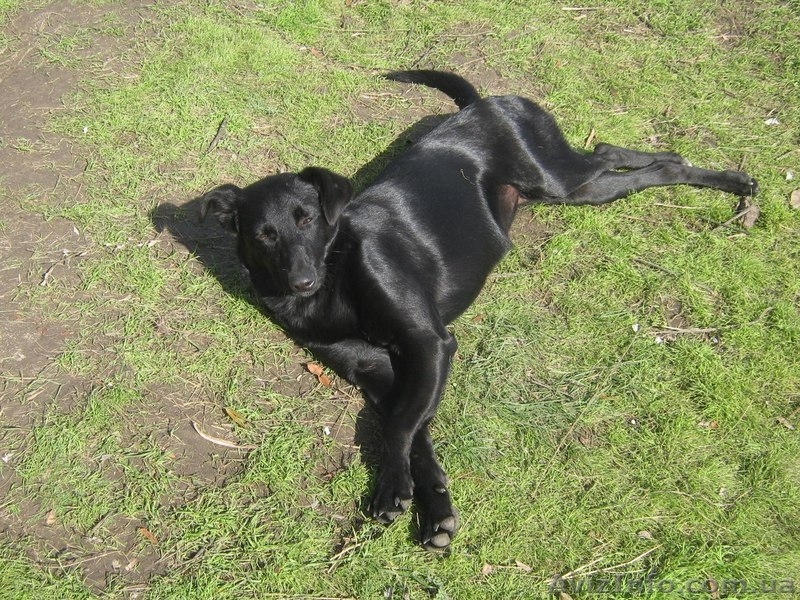 Марго 11 месяцев стерилизована в хорошие руки  - <ro>Изображение</ro><ru>Изображение</ru> #3, <ru>Объявление</ru> #1093427