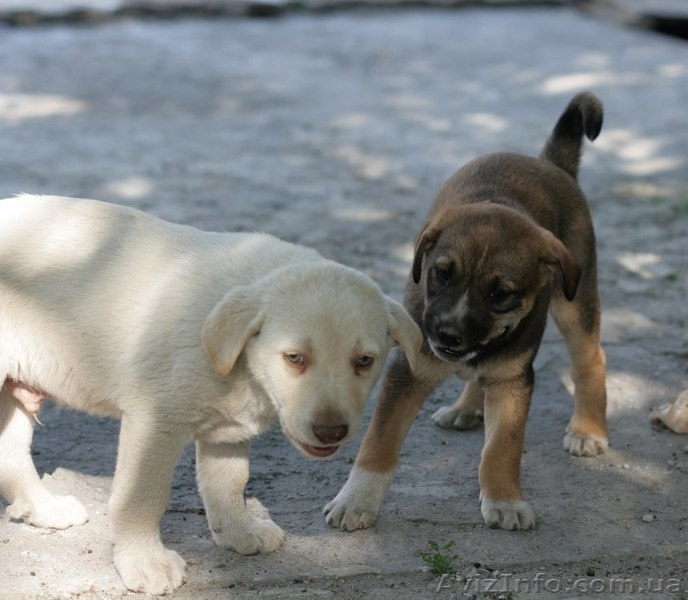 Две девочки-щеночки мечтают о доме.   - <ro>Изображение</ro><ru>Изображение</ru> #9, <ru>Объявление</ru> #1093950