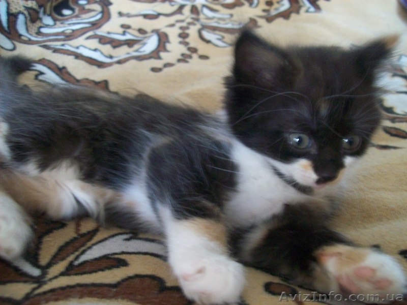 Котенок-девочка для хороших людей  - <ro>Изображение</ro><ru>Изображение</ru> #4, <ru>Объявление</ru> #1093563