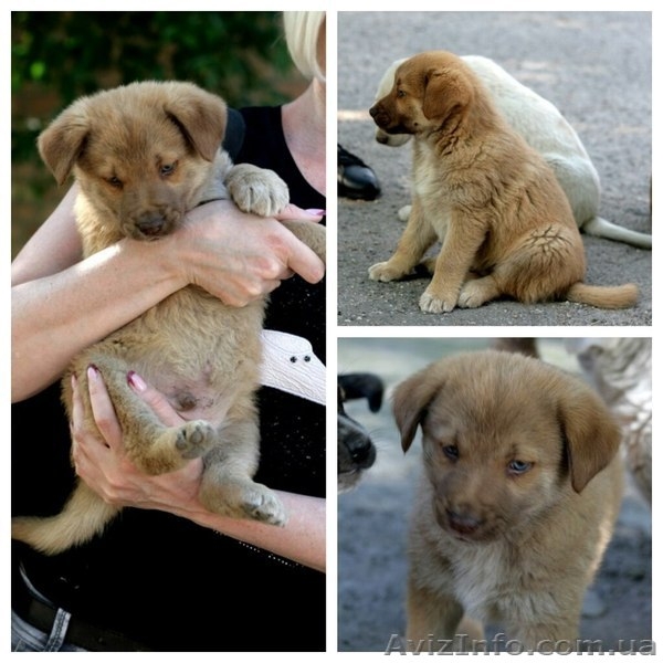 Рыженький МАЛЬЧИК-пухнастик для Вас!  - <ro>Изображение</ro><ru>Изображение</ru> #1, <ru>Объявление</ru> #1093936