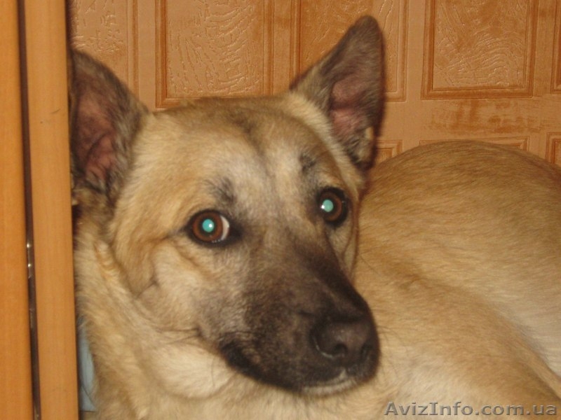 Стерилизованная девочка 10 месяцев ждет хозяев!!!  - <ro>Изображение</ro><ru>Изображение</ru> #2, <ru>Объявление</ru> #1093372