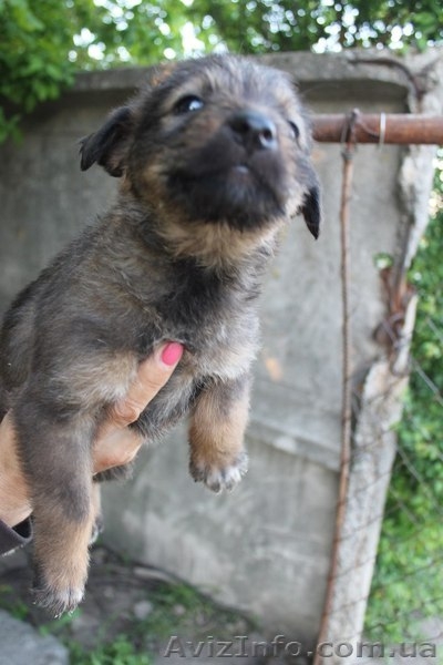 Шесть прекрасных щенков ищут дом!  - <ro>Изображение</ro><ru>Изображение</ru> #4, <ru>Объявление</ru> #1086263