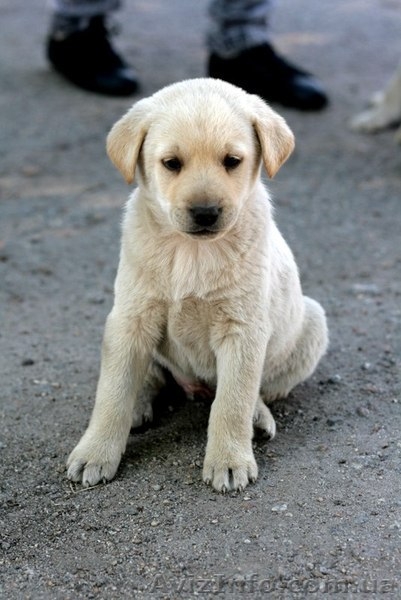 Две девочки-щеночки мечтают о доме.   - <ro>Изображение</ro><ru>Изображение</ru> #6, <ru>Объявление</ru> #1093950