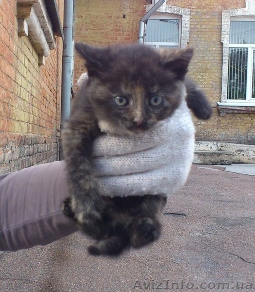 Котята ищут дом!  - <ro>Изображение</ro><ru>Изображение</ru> #3, <ru>Объявление</ru> #1087602