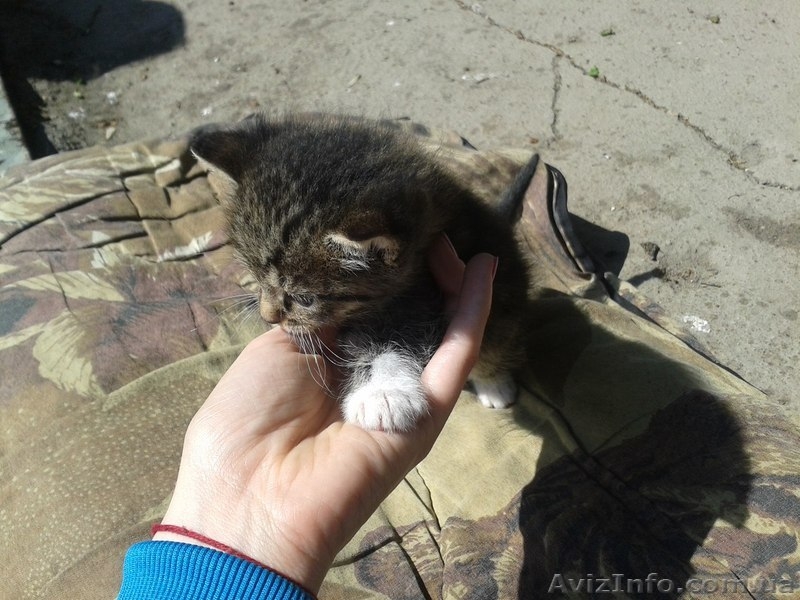 Малыши- котятки ищут дом!  - <ro>Изображение</ro><ru>Изображение</ru> #3, <ru>Объявление</ru> #1086208