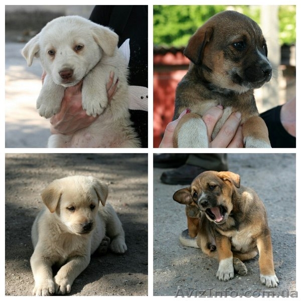 Две девочки-щеночки мечтают о доме.   - <ro>Изображение</ro><ru>Изображение</ru> #2, <ru>Объявление</ru> #1093950