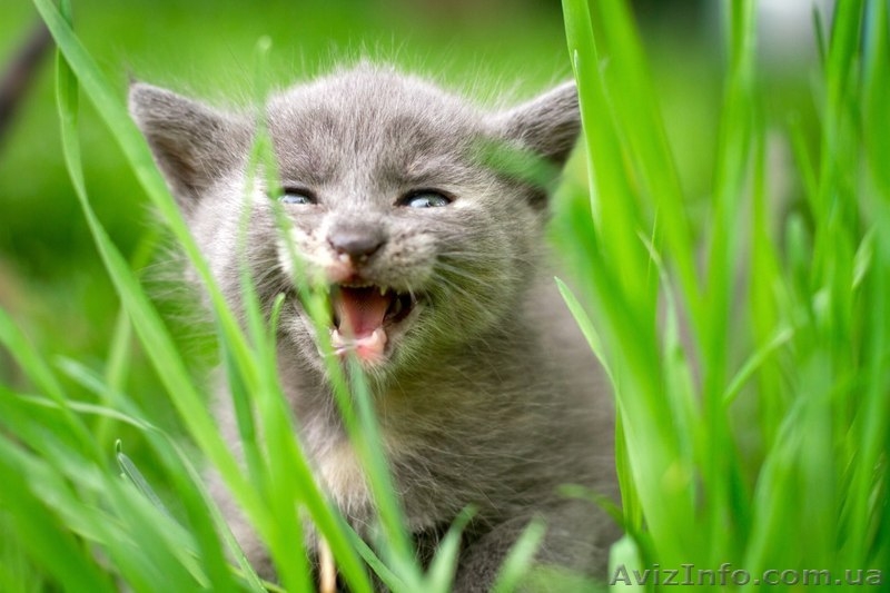 Девочка и два мальчика ищут семью!  - <ro>Изображение</ro><ru>Изображение</ru> #6, <ru>Объявление</ru> #1085966