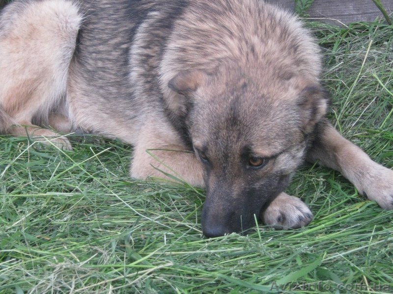 Стерилизованная собачка 8,5 месяцев ищет дом!   - <ro>Изображение</ro><ru>Изображение</ru> #3, <ru>Объявление</ru> #1093292