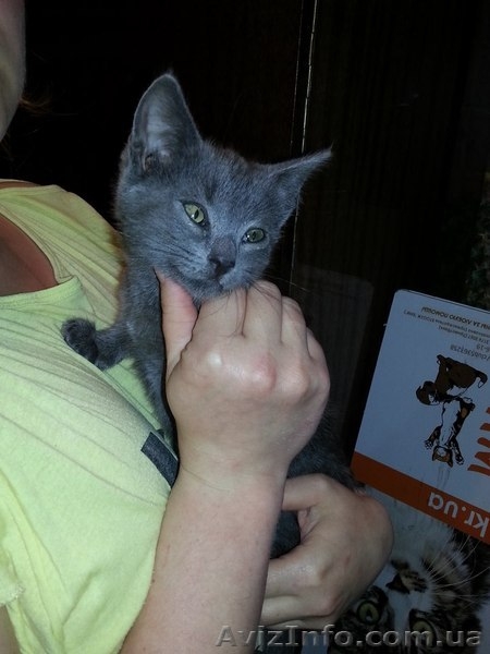 Метис русской голубой в хорошие руки!!!  - <ro>Изображение</ro><ru>Изображение</ru> #2, <ru>Объявление</ru> #1089211