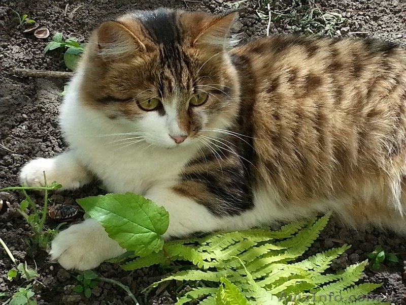 Пушистая молодая кошечка, возраст 8-9 месяцев, ищет дом!!!  - <ro>Изображение</ro><ru>Изображение</ru> #3, <ru>Объявление</ru> #1072607