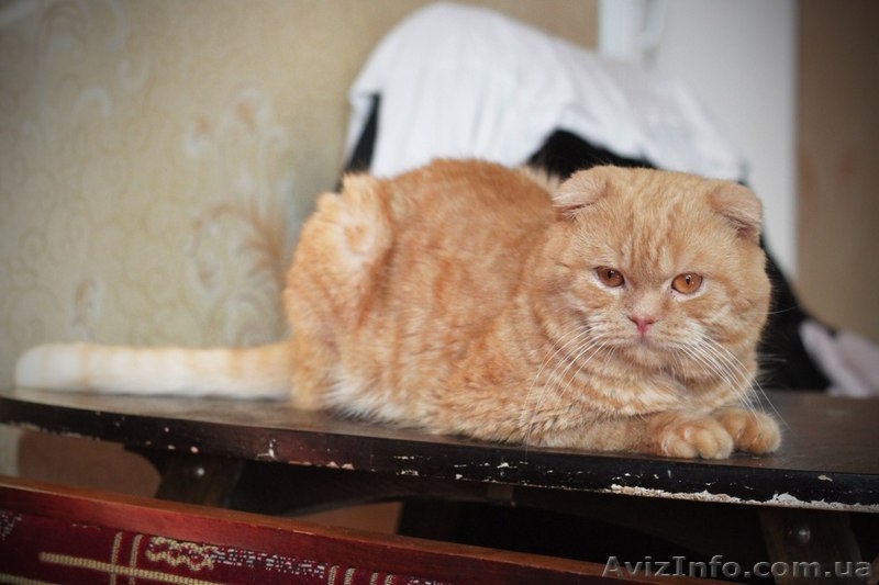 На вязку приглашает шотландский вислоухий кот!! - <ro>Изображение</ro><ru>Изображение</ru> #5, <ru>Объявление</ru> #1092203