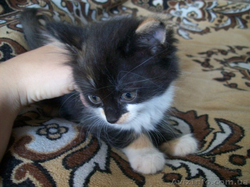 Котенок-девочка для хороших людей  - <ro>Изображение</ro><ru>Изображение</ru> #3, <ru>Объявление</ru> #1093563