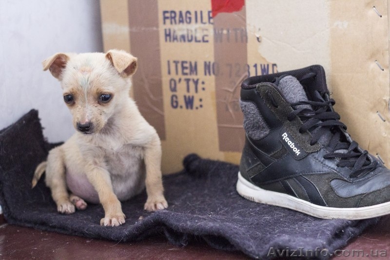 Щеночки от очень маленькой собачки мечтают о доме!  - <ro>Изображение</ro><ru>Изображение</ru> #3, <ru>Объявление</ru> #1086006