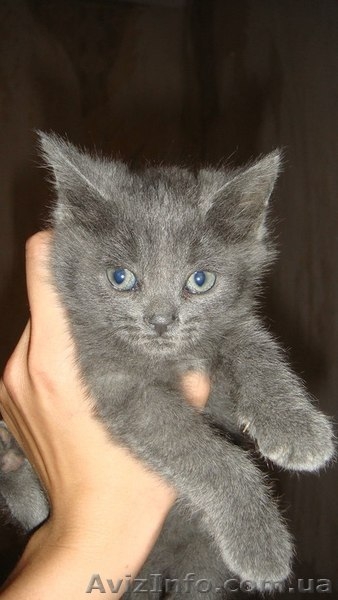 Плюшевая котенок-девочка для хороших людей!!! - <ro>Изображение</ro><ru>Изображение</ru> #1, <ru>Объявление</ru> #1094449