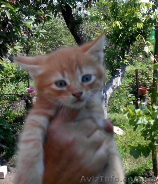 милые котята хотят попасть в хорошие руки - <ro>Изображение</ro><ru>Изображение</ru> #1, <ru>Объявление</ru> #1108532